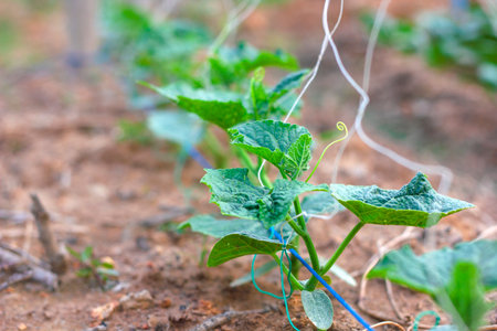 Young Cucumber Plants: Fresh Garden Growthの写真素材