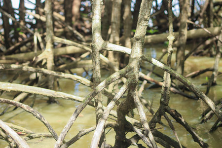 The Strong and Stable Roots of a Mangrove Tree