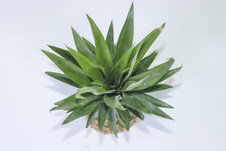 Top View of a Pineapple on a White Backgroundの写真素材