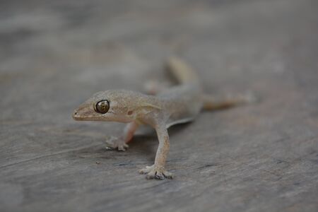 Lizard nearbyの写真素材