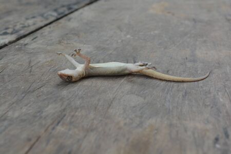 Dead lizardの写真素材