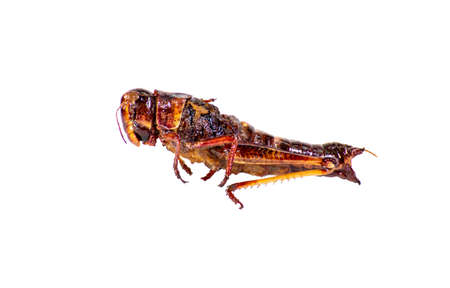 Crispy grasshoppers for a snack.の写真素材