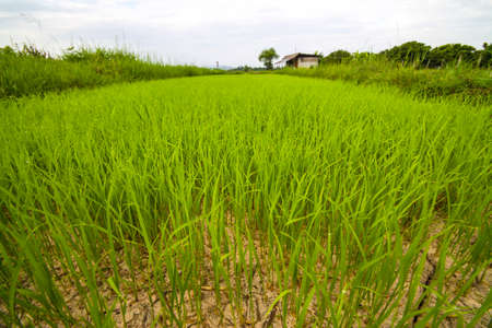 sproutの写真素材