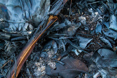 burning Banana leavesの写真素材