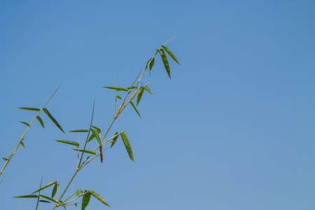 bambooの写真素材