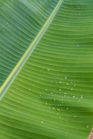 banana leafの写真素材