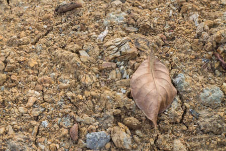 dry leavesの写真素材