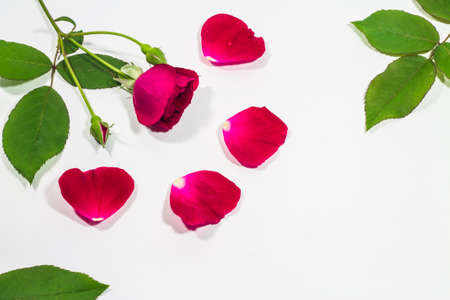 White roses backgroundの写真素材