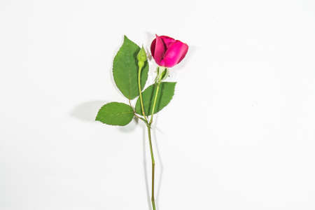 White roses backgroundの写真素材