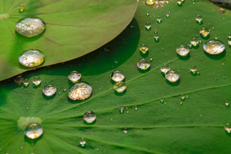 Drops of water on a lotus leafの写真素材
