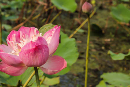 Lotus pink backdropの写真素材