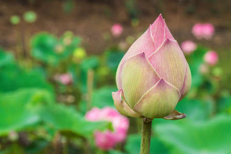 lotusの写真素材