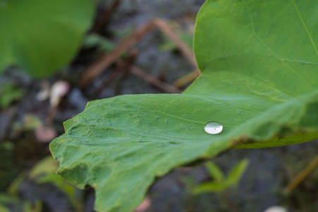 Drops of water on a lotus leafの写真素材