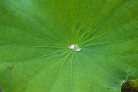Drops of water on a lotus leafの写真素材