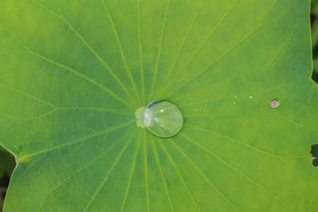 Drops of water on a lotus leafの写真素材