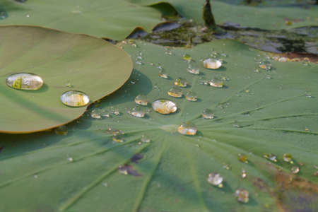 Drops of water on a lotus leafの写真素材