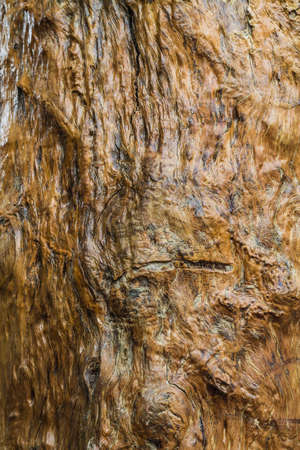 wood backgrondの写真素材