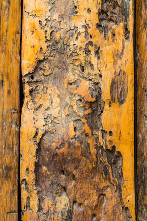 wood backgrondの写真素材