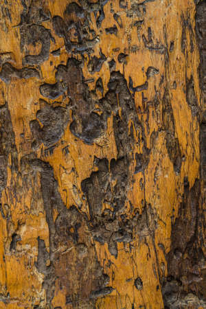 wood backgrond