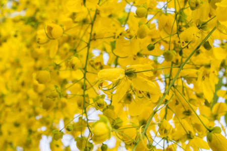 Golden Shower Tree