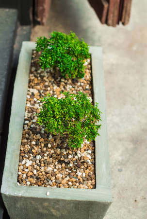 bonsai treeの写真素材