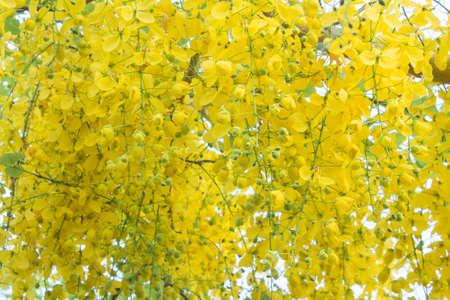 Golden Shower Treeの写真素材