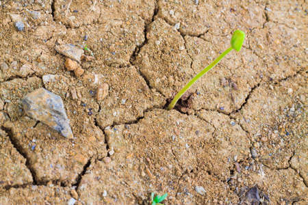 Green Tree amidst the ground barren background.の写真素材