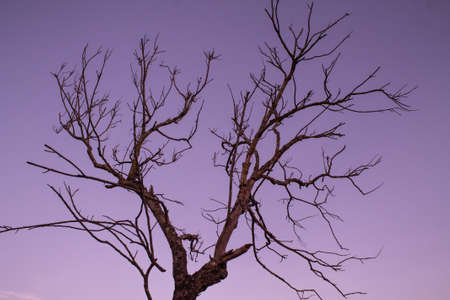 Dry wood Background