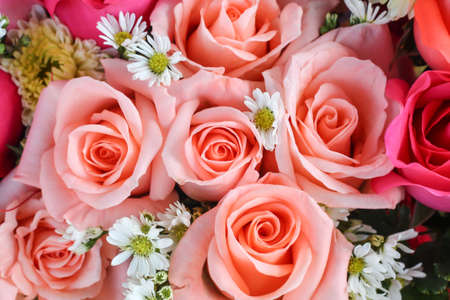 Rose backgroundの写真素材