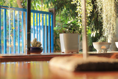 Cactusの写真素材