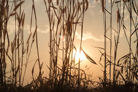 Dry grass backgroundの写真素材