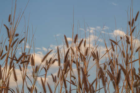 Dry grass backgroundの写真素材