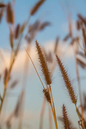 Dry Grass