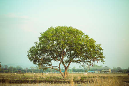 tree backgoundの写真素材