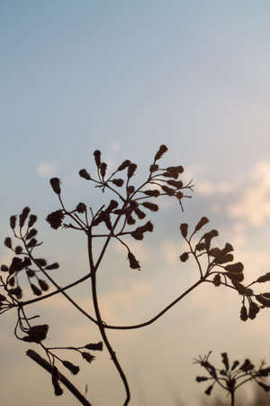 Dry grass backgroundの写真素材