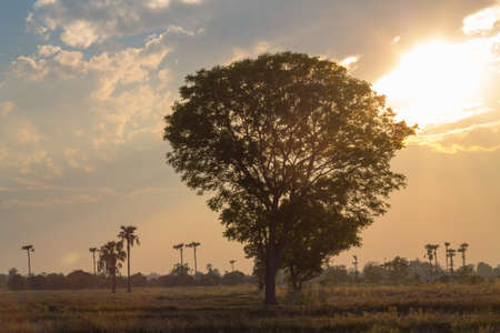 tree backgoundの写真素材