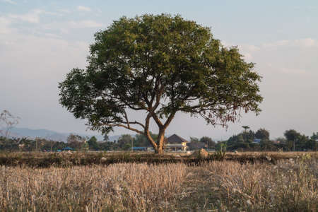 tree backgoundの写真素材
