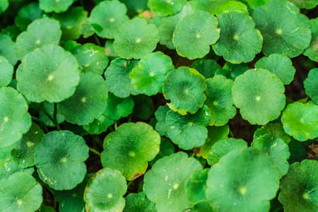 Green leaf backgroundの写真素材