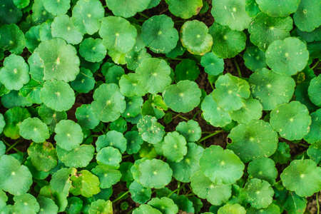 Green leaf backgroundの写真素材