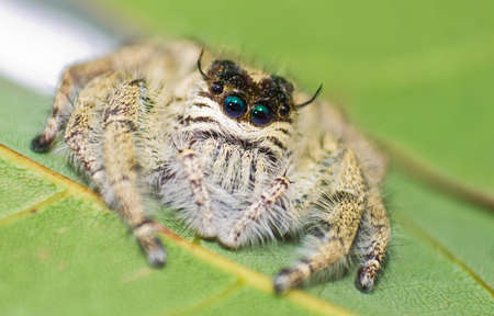 Spider on leafの写真素材