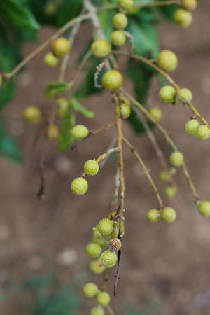 Longan fruit of Northern Thailand.