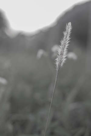 grass white backgroundの写真素材