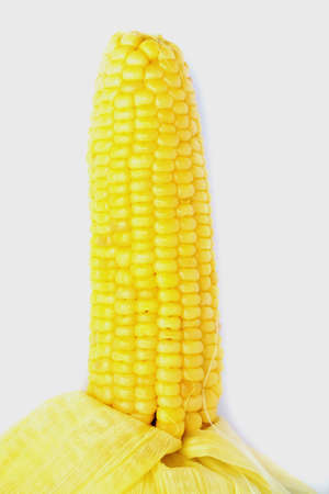 Yellow corn Isolated white backgroundの写真素材