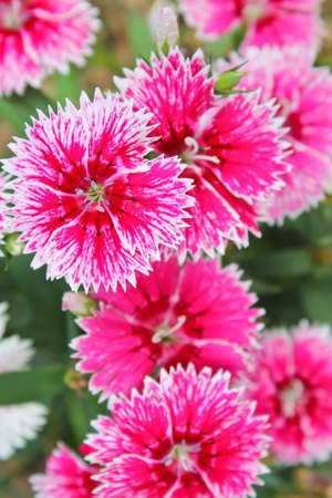 Pink flowers backgroundの写真素材