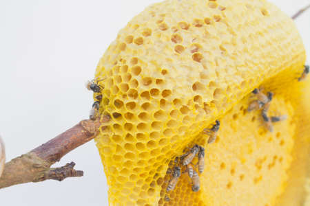 Honeycomb white backgroundの写真素材
