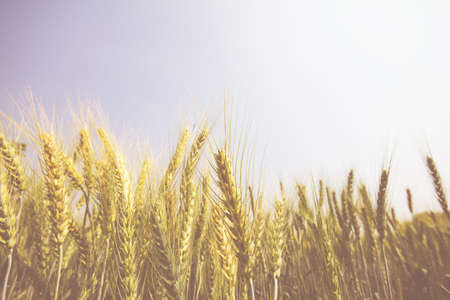 Rice, wheat gardensの写真素材