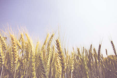 Rice, wheat gardens