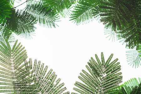 Green leaves background.の写真素材