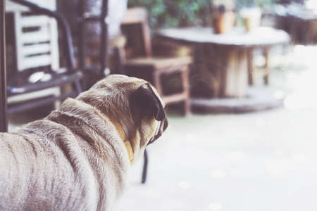 Bull Dog breed dog looking out the window waiting for the owner.の写真素材