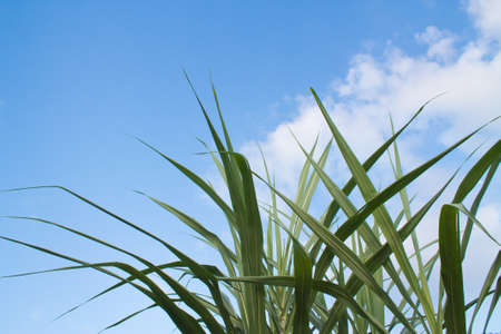 Green grass, blue sky background.の写真素材